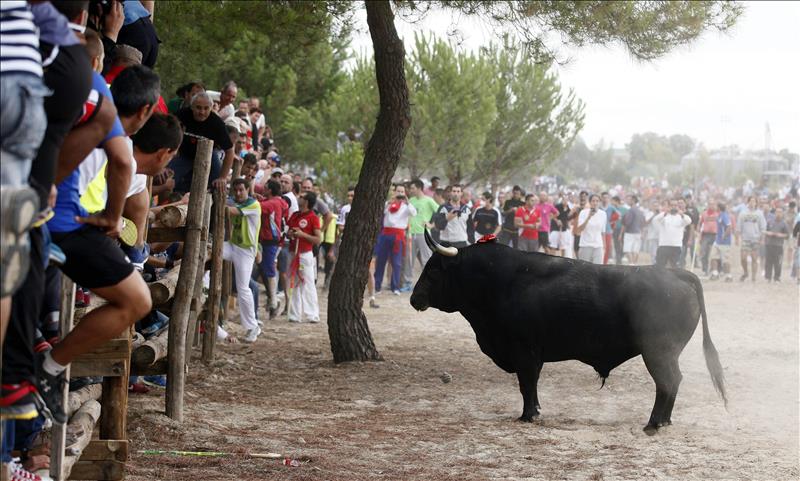Polémica salida del Toro de la Vega, tras el enfrentamiento entre taurinos y animalistas