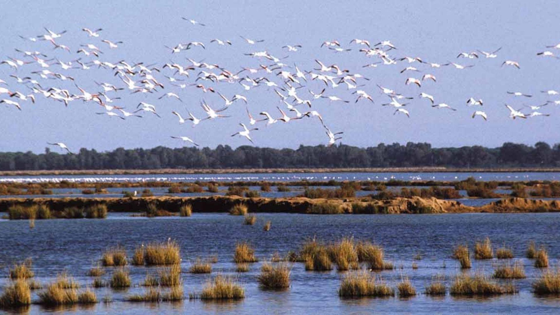 Fotografía del Parque Nacional de Doñana. 