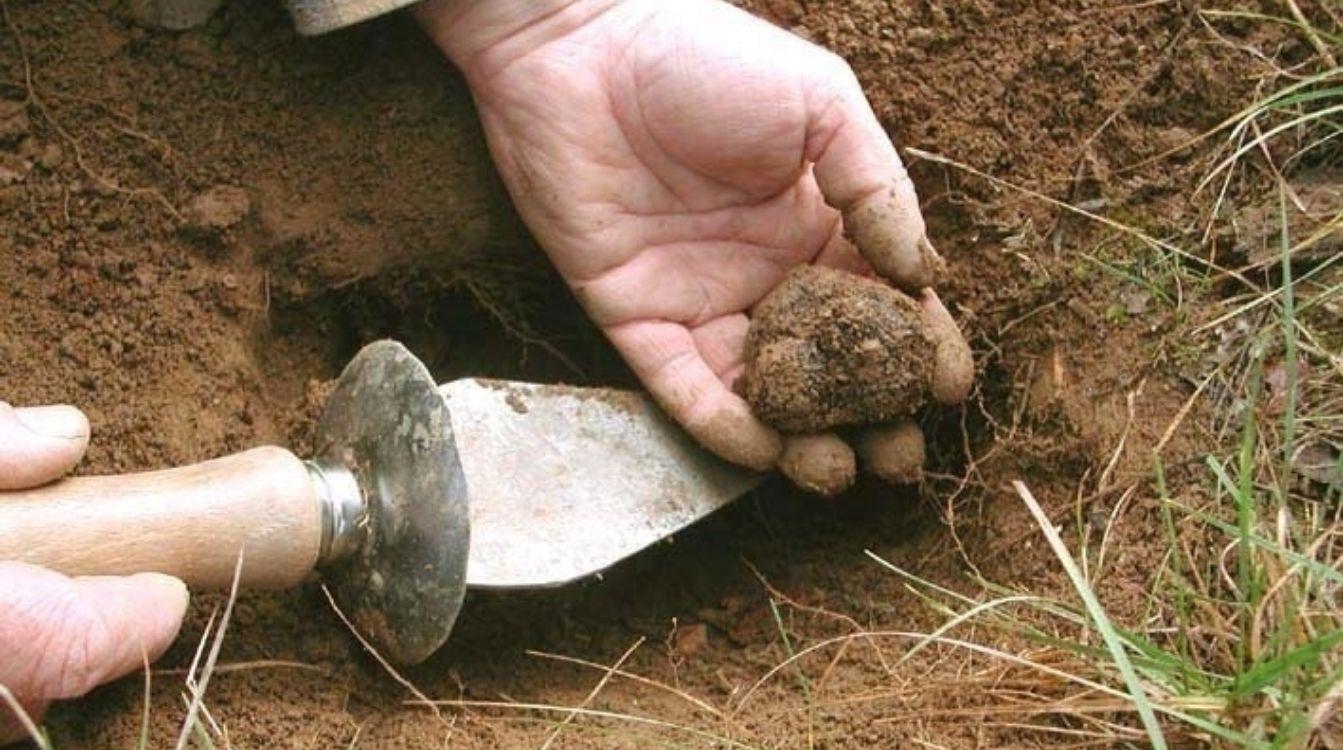 La trufa germina bajo tierra y en épocas antiguas se consideró casi un tesoro