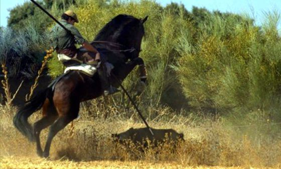 El “otro lanceado de la Vega” que Cospedal autorizó para la caza cruel del jabalí y que Page debe abolir