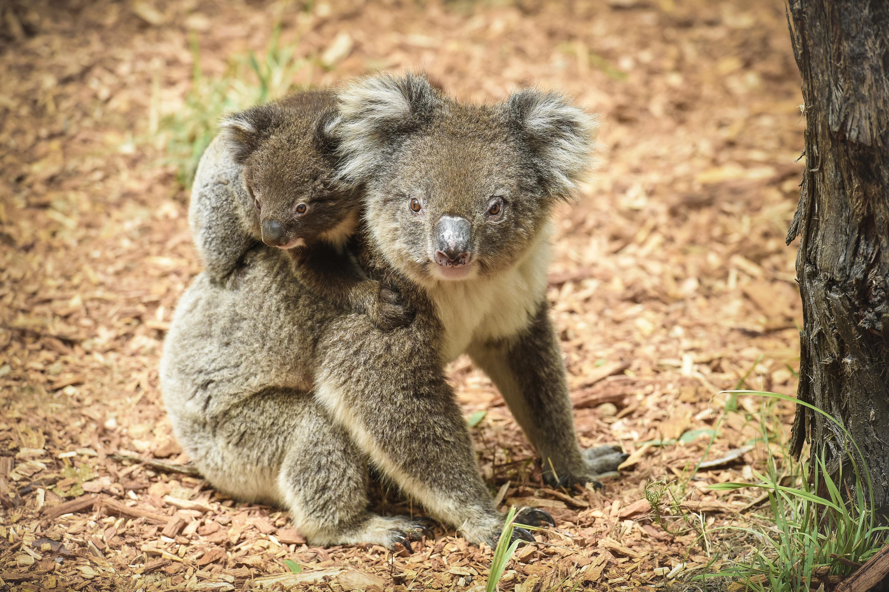 Kanga (mamá) y Roo (cría), koalas del santuario animal del Cleland, en Australia.