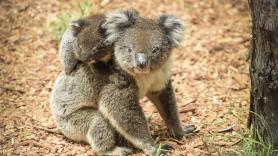 Kanga (mamá) y Roo (cría), koalas del santuario animal del Cleland, en Australia.