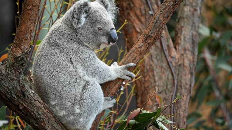 Un koala en un árbol del Taronga Zoo Wildlife de Sidney.