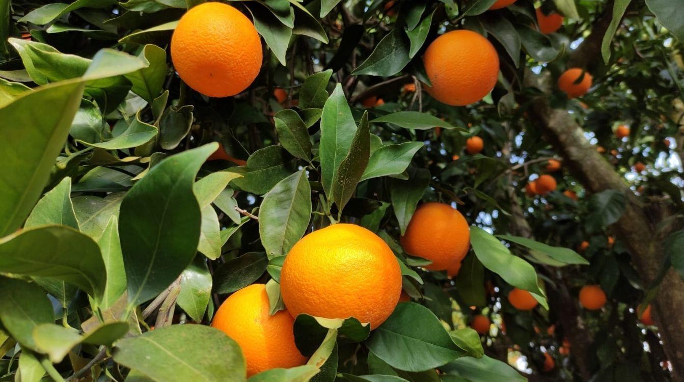 En España contamos con varias zonas de producción de naranjas excelentes, como Valencia, pero en los últimos años han surgido nuevas zonas como el Valle del Guadalquivir 