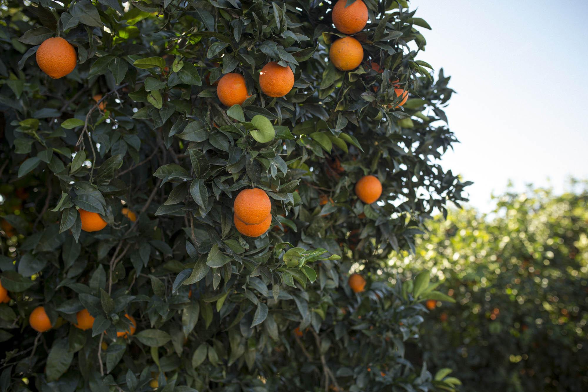 Existen muchas variedades de naranjas cada una de ellas con sus matices y particularidades