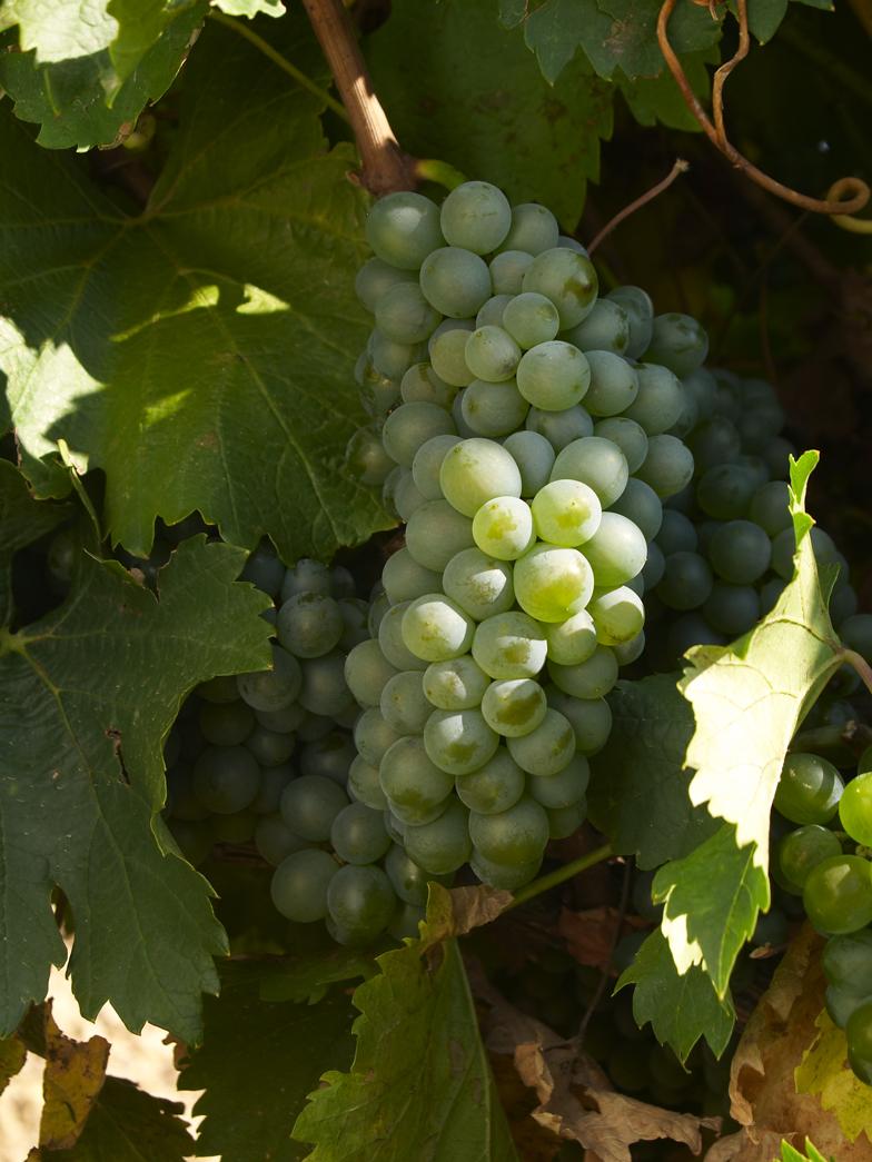 La uva verdejo lleva mil años en la zona de Rueda
