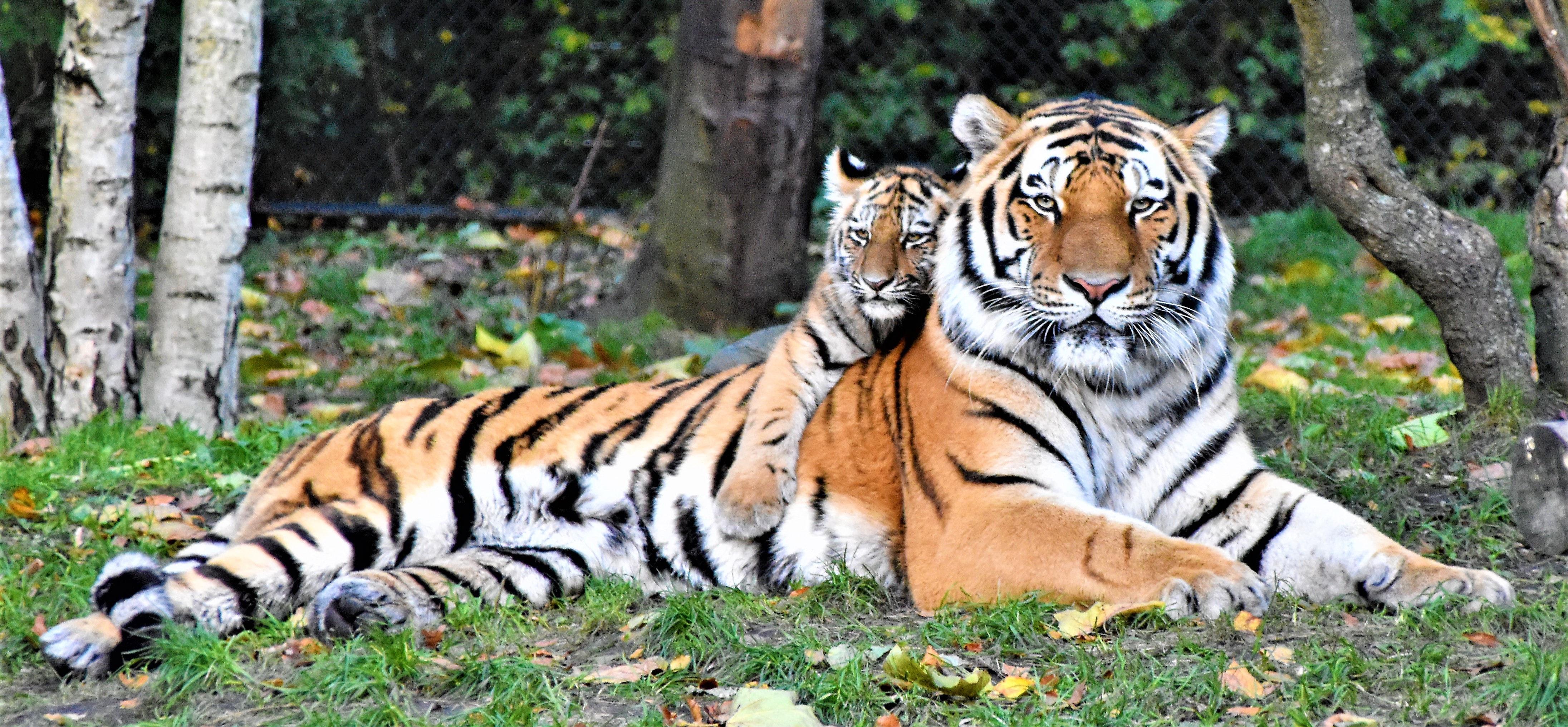 Tigre con su cría. Unsplash