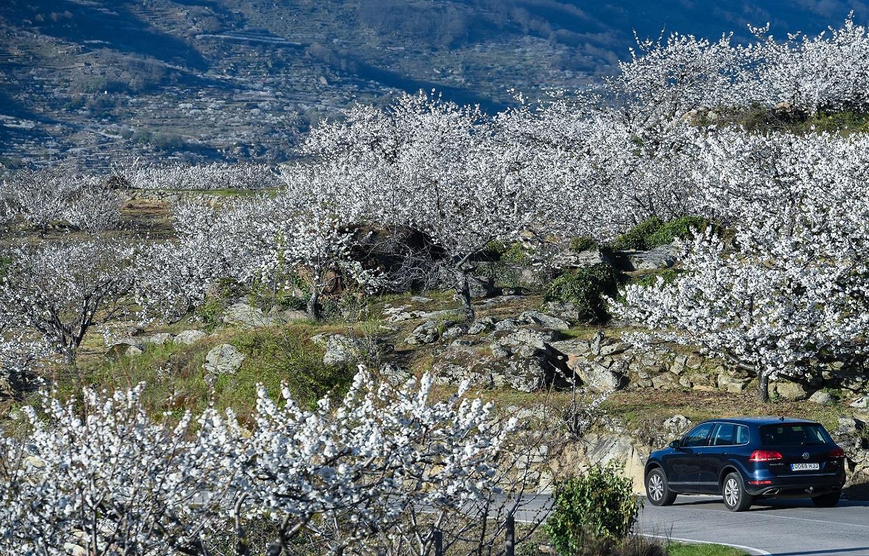 Cerezo en flor del Valle del Jerte. Europa Press