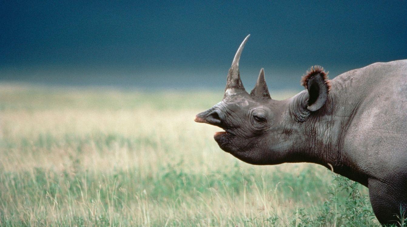 Rinoceronte negro. Cráter del Ngorongoro Tanzania. Fotógrafo Mitsuaki Iwago  Minden Pictures