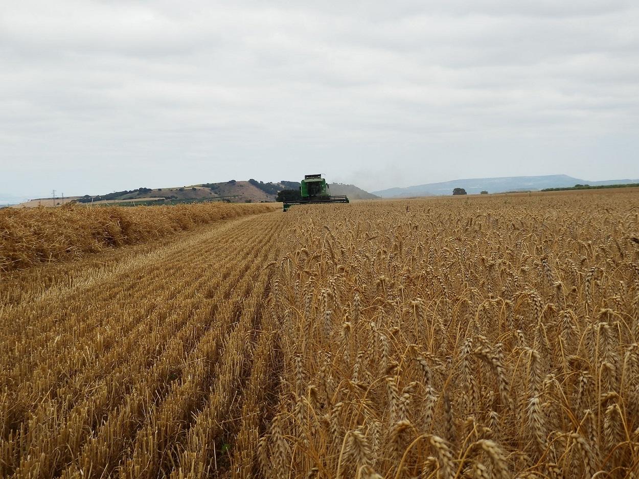 Un campo de cereales. Europa Press