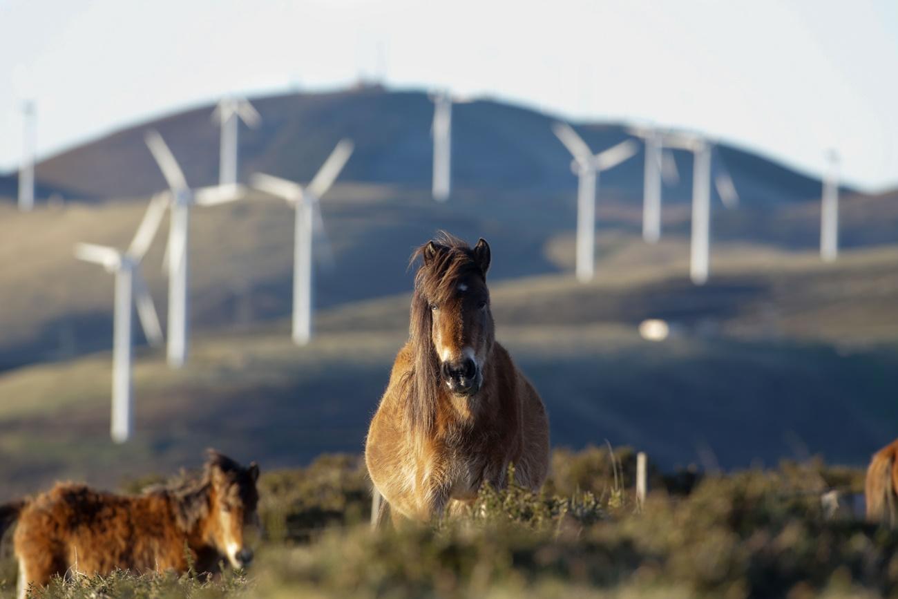 Imagen de caballos con los aerogeneradores al fondo en la Serra do Xistral, en la comarca lucense de Terra Cha (Foto: Europa Press). 