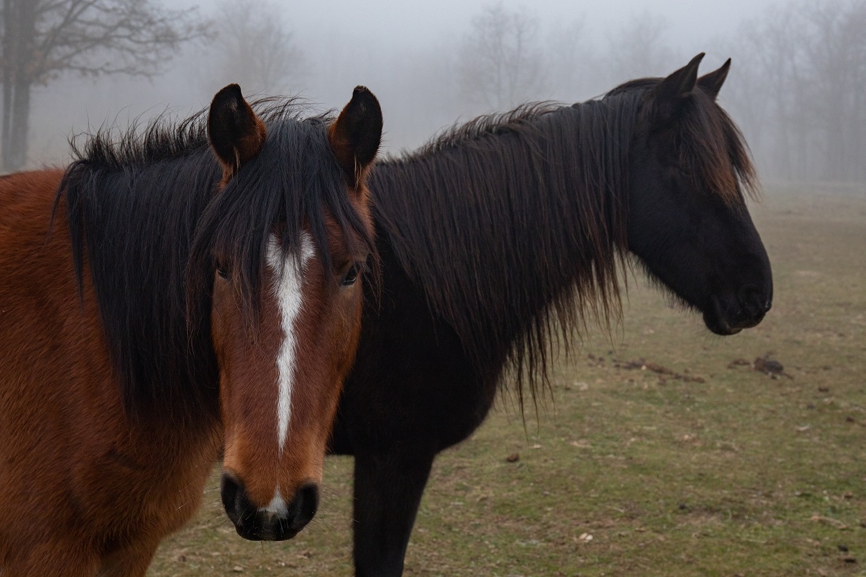 Dos caballos en el Santuario Winston, un refugio para caballos en la comarca abulense de Tierra de Pinares. Europa Press