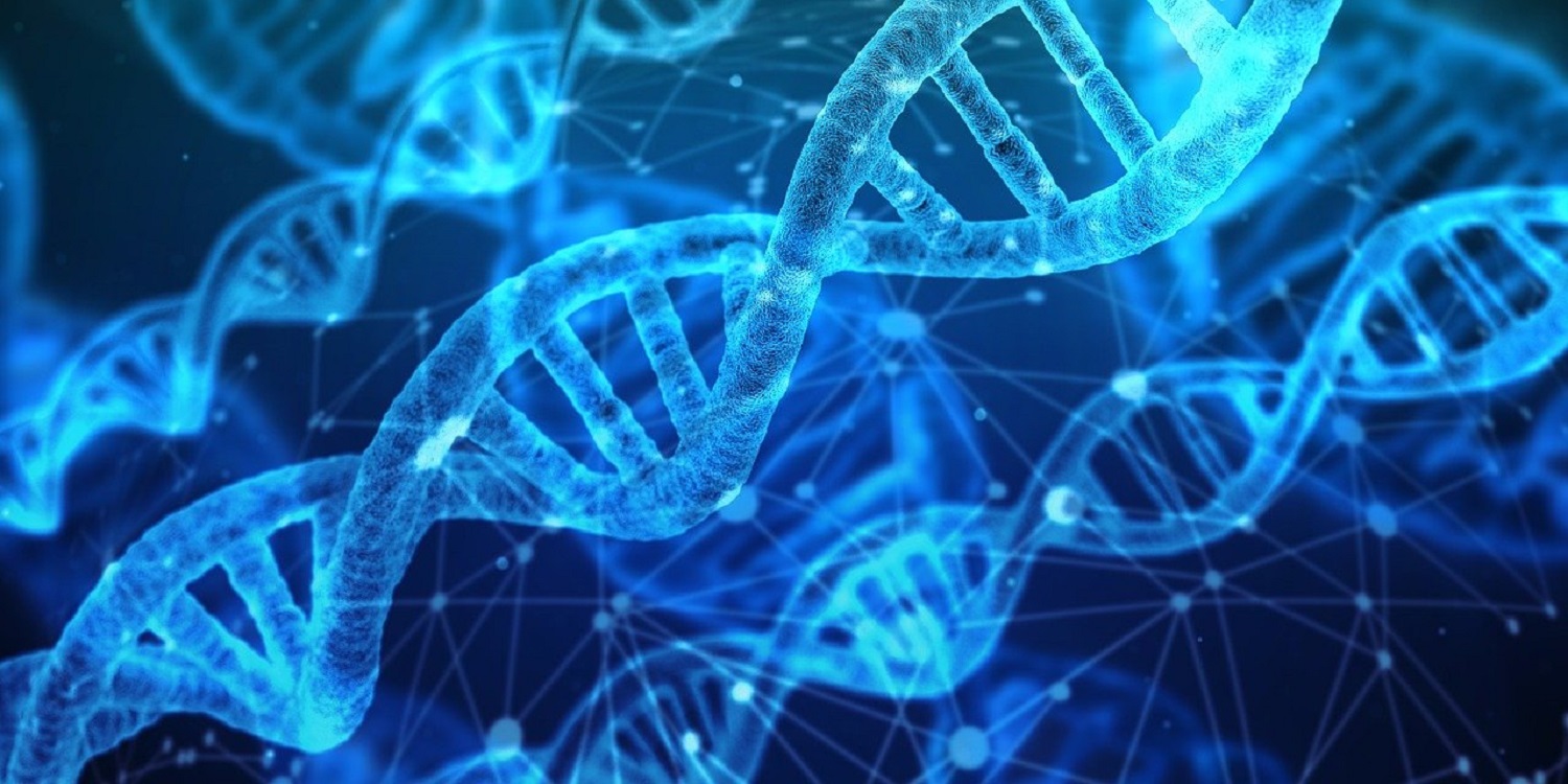 Se descifra el genoma humano