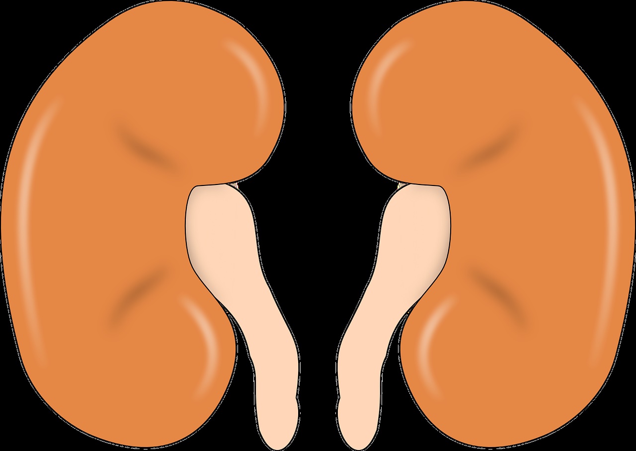 La enfermedad renal crónica se produce cuando los riñones están dañados (Fuente: Pixabay)