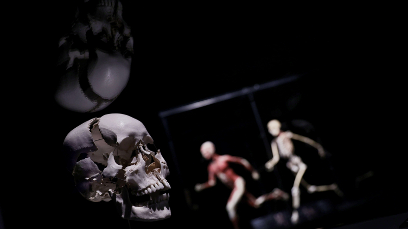 EuropaPress 4040074 cabeza esqueleto humano exposicion internacional body worlds ritmo vida