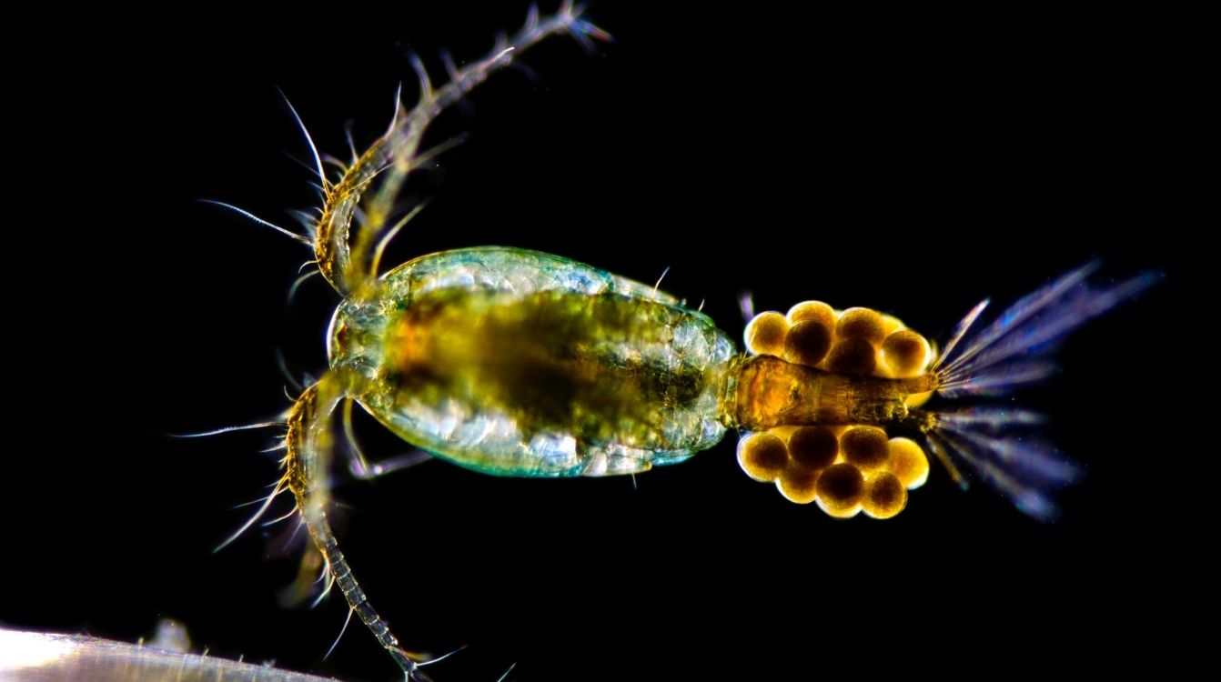 Hembra de copépodo (Cyclops sp.) con sacos ovígeros. © Rubén Duro.