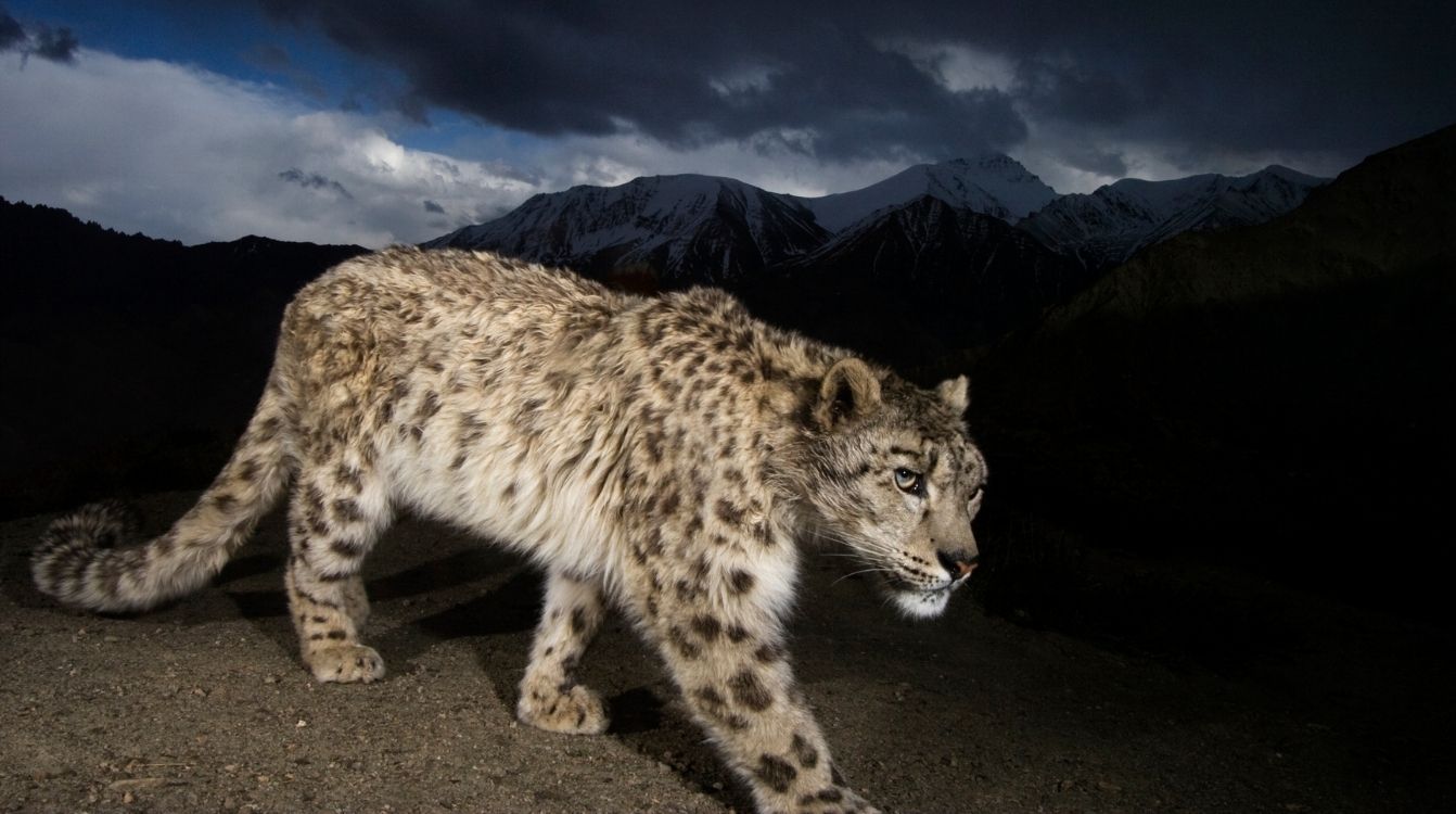 Leopardo de las nieves. Parque Nacional de Hemis, Ladakh, India. © Fotógrafo Steve Winter National Geographic