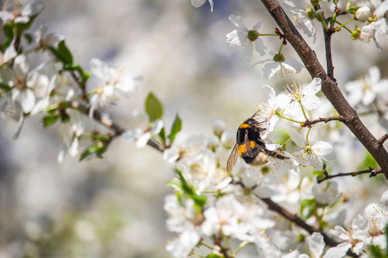 Abeja polinizando una flor en primavera