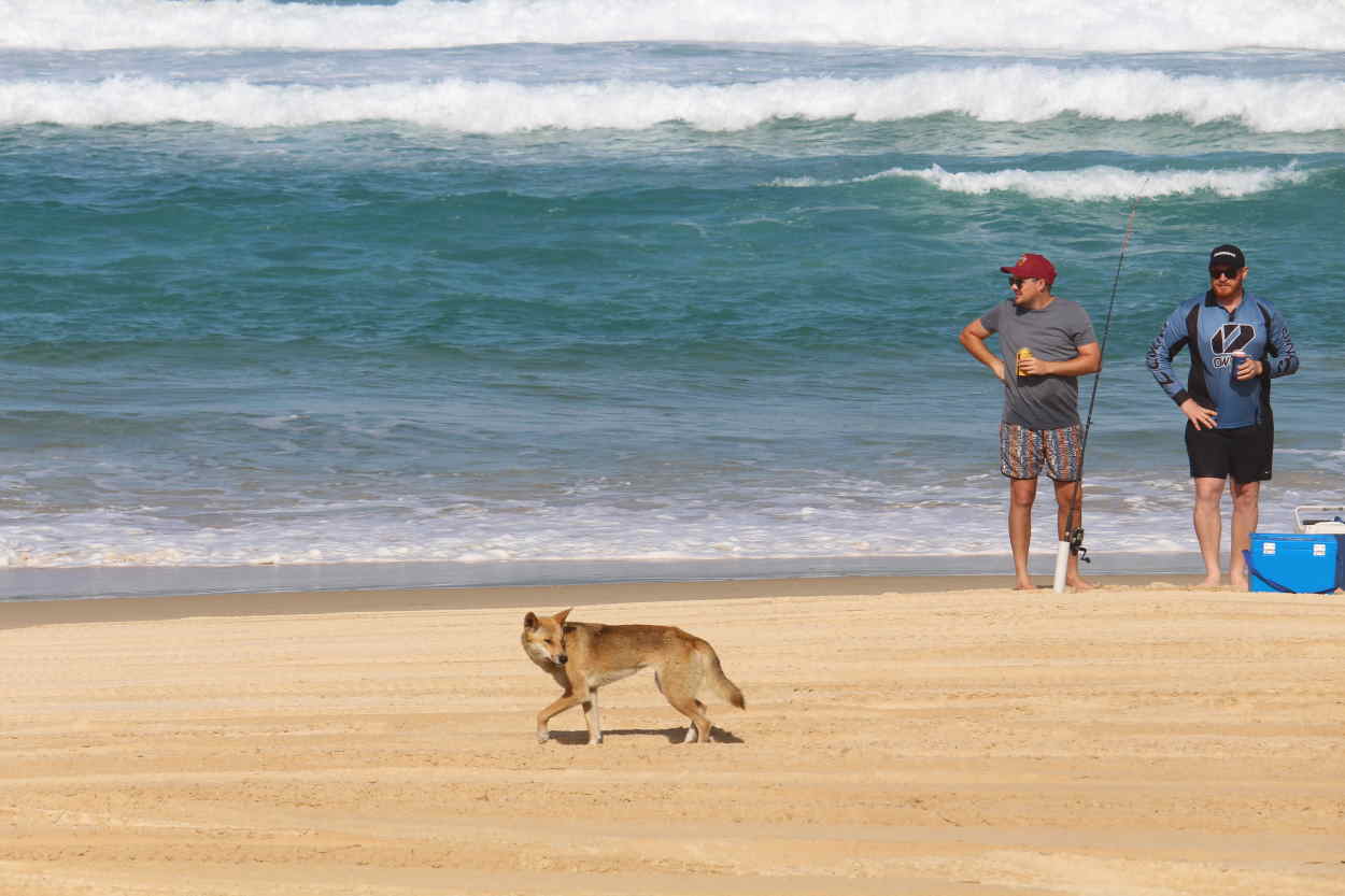 Un dingo pasea por una playa en Australia. Frankie Dixon para Unsplash