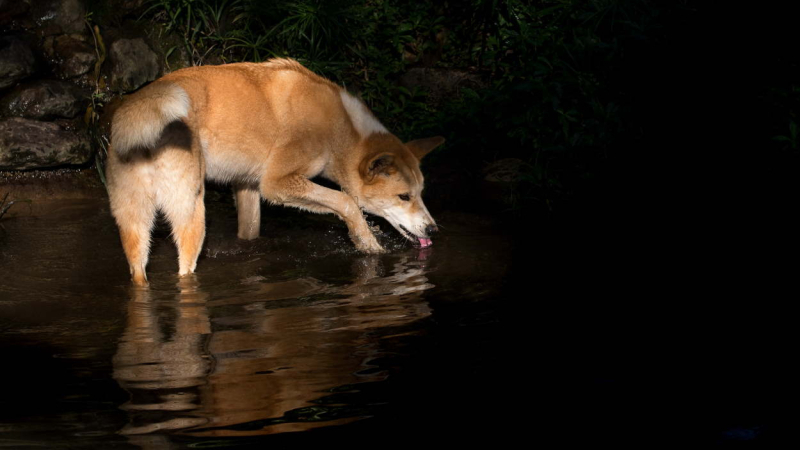 Un dingo bebe agua. David Clode para Unsplash Un dingo bebe agua. David Clode para Unsplash