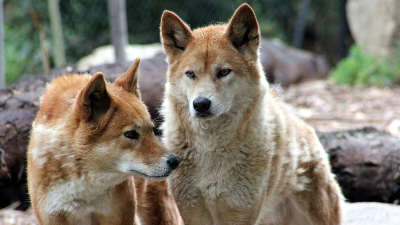 Una pareja de dingos. Craig Manners para Unsplash Una pareja de dingos. Craig Manners para Unsplash