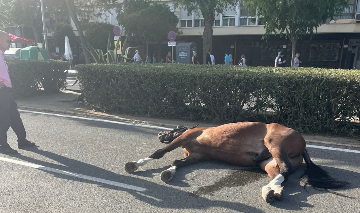 Caballo desfallecido en Sevilla. PACMA