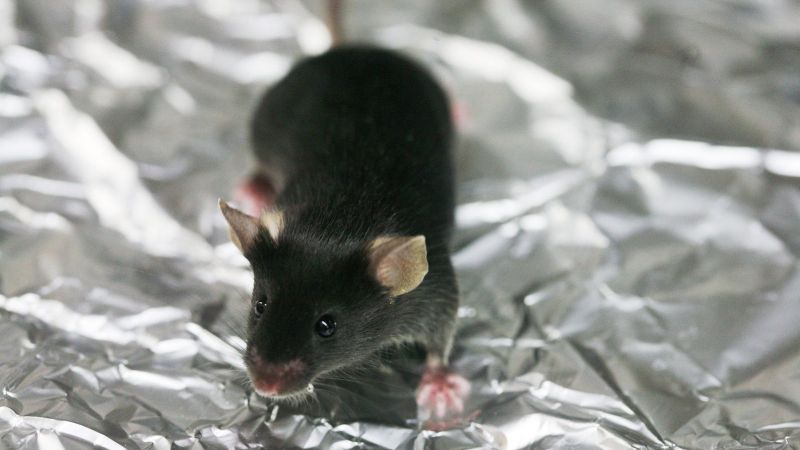 Un estudio en ratones revela cómo el estrés llena el pelo de canas