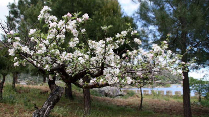 Cerezo en El Burguillo