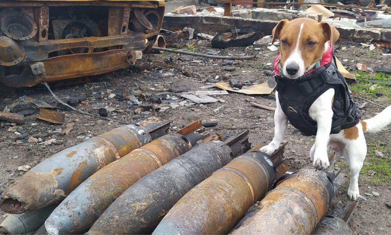 Patrón, el perro detector de bombas de Ucrania. Redes Sociales.