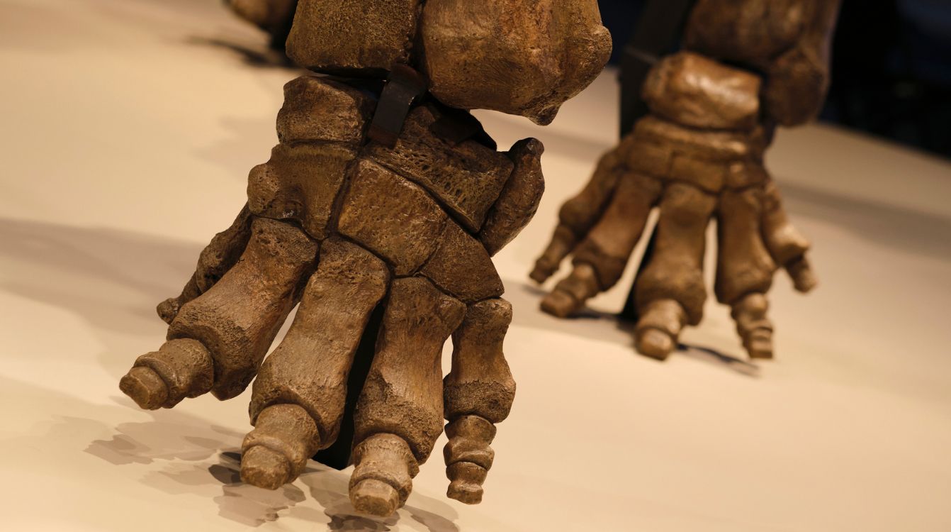 Detalle de las patas del esqueleto del mamut lanudo