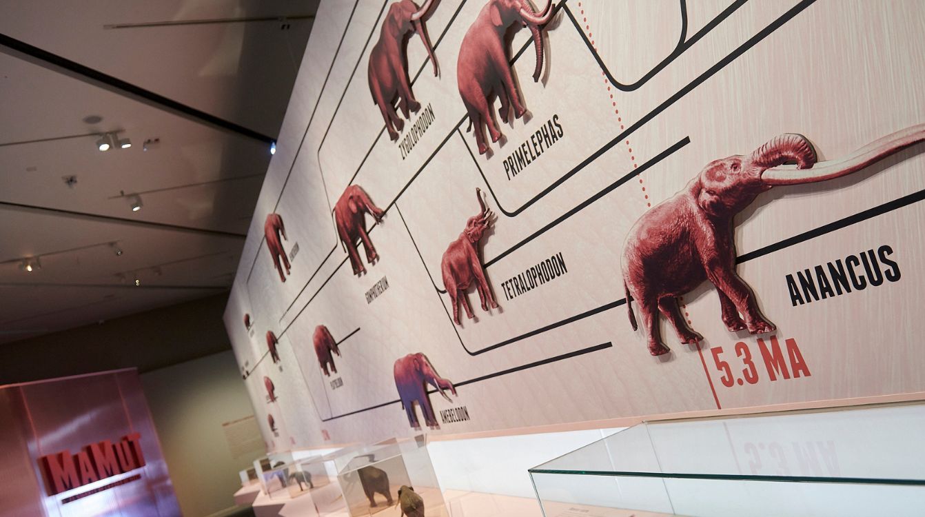 La evolución de los proboscideos tal como se muestra en la exposición