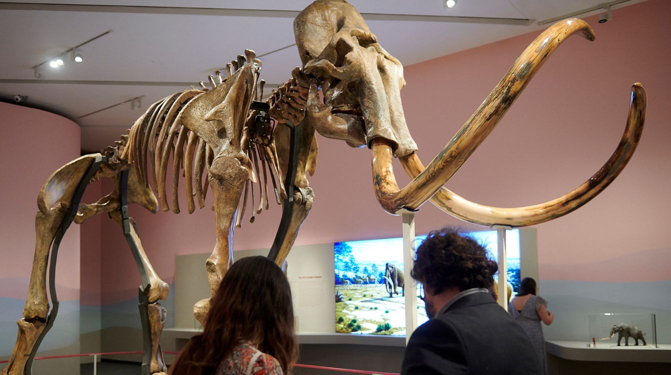 El gigante de la Edad de Hielo llega a Zaragoza