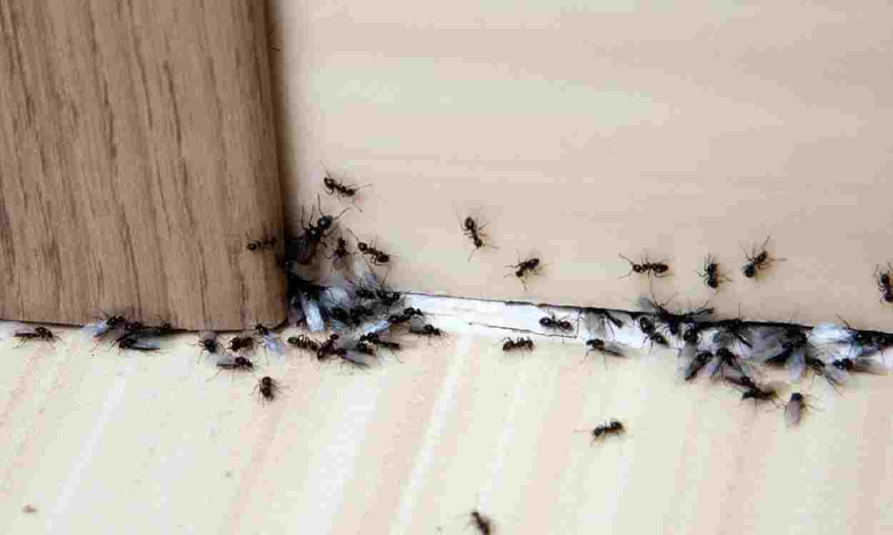 Los mejores trucos caseros para eliminar las hormigas de tu casa.