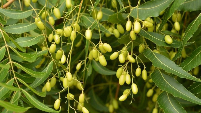 Planta del aceite de neem