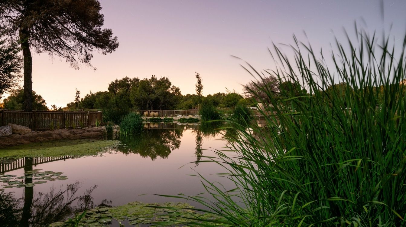 Agbar desarrolla soluciones basadas en la naturaleza, incluso en zonas urbanas. Las lagunas artificiales del parque El Recorral, en Alicante, son un ejemplo de ello