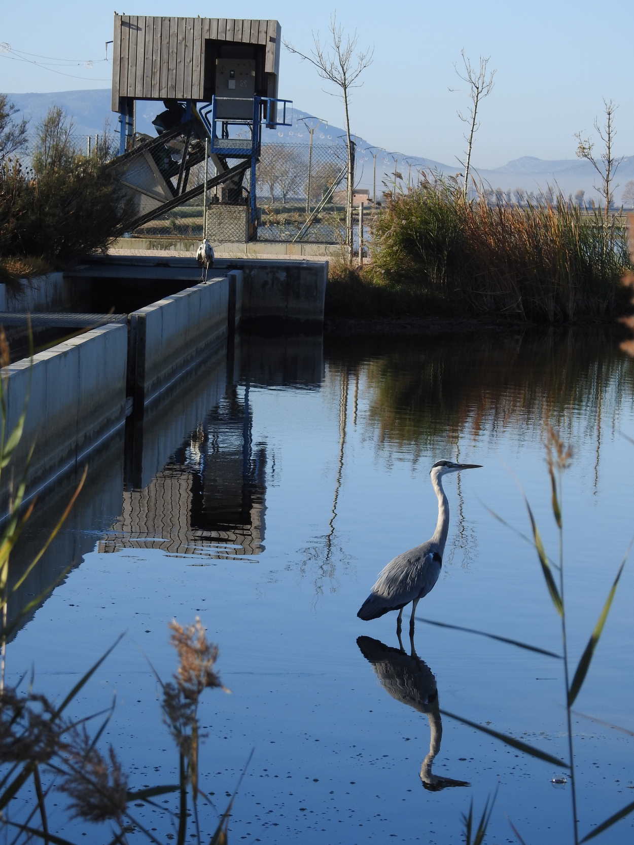 Los Humedales de Illa de Mar y de l’Embut, en el Delta del Ebro, declarados reserva natural de fauna salvaje