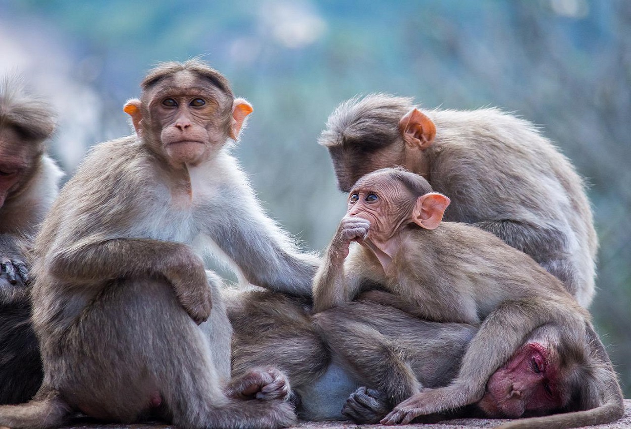 Viruela del mono: qué es, qué síntomas presenta y cómo se transmite