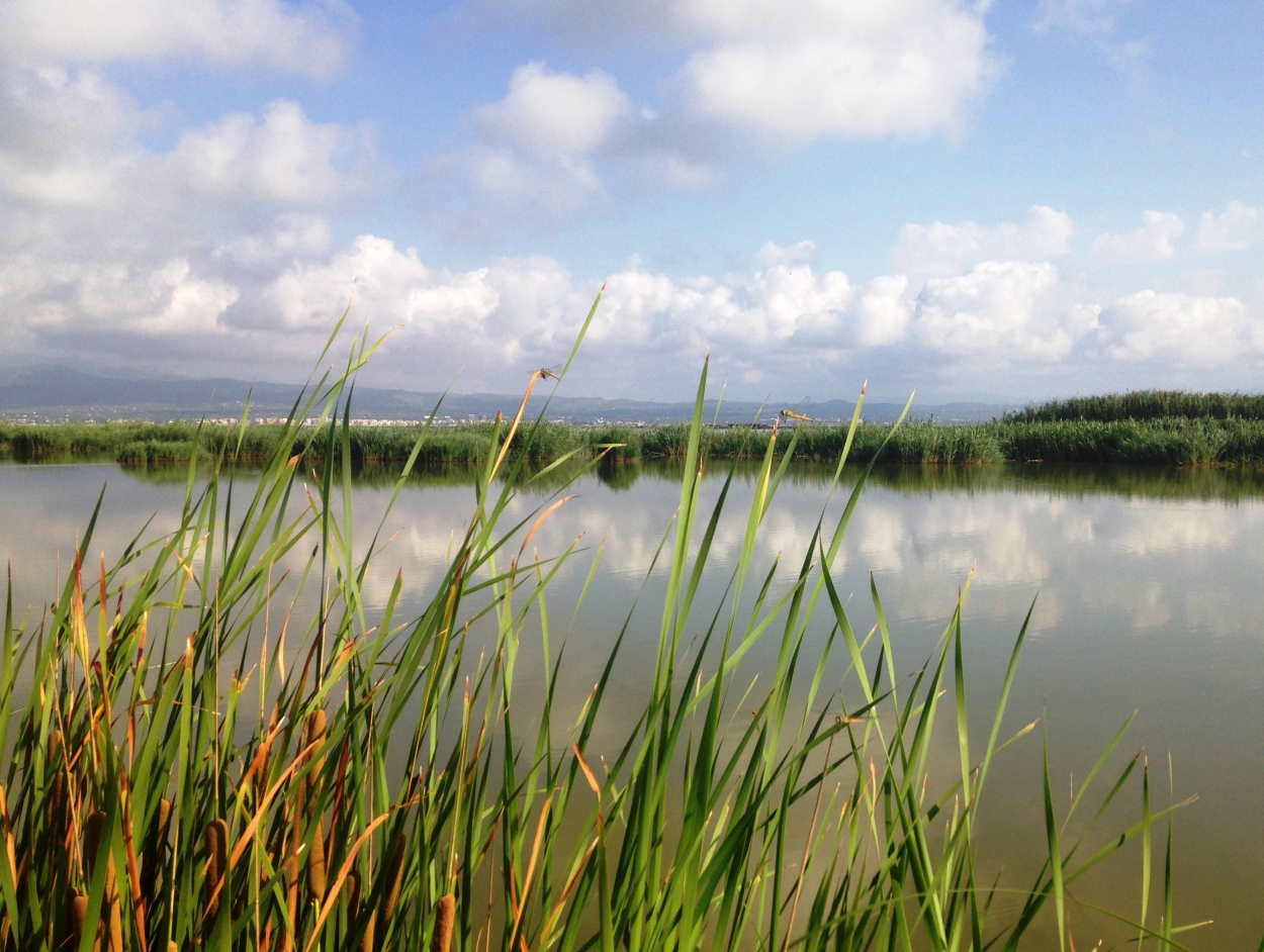 Los Humedales del Delta del Ebro, declarados reserva natural de fauna salvaje