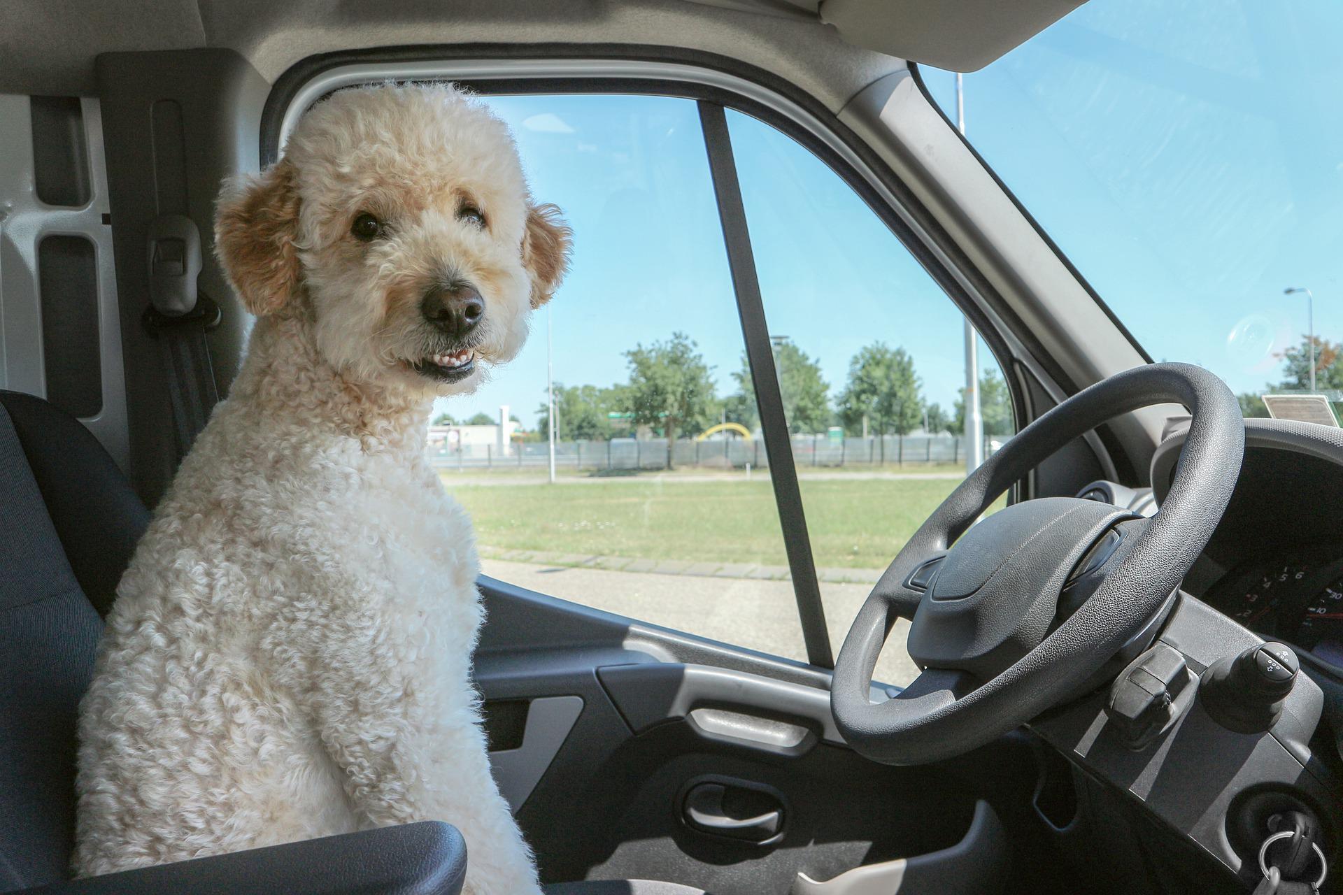 Una guia para perros que viajan y turistas con mascota