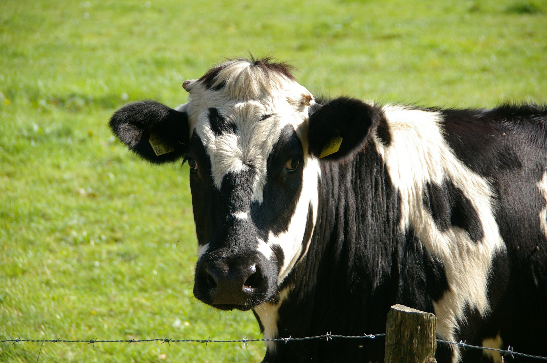 Los eructos de las vacas son responsables del efecto invernadero