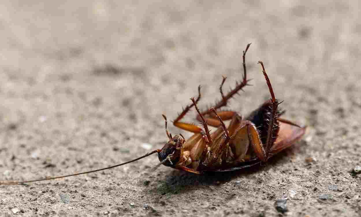 Imagen de una cucaracha. Pexels