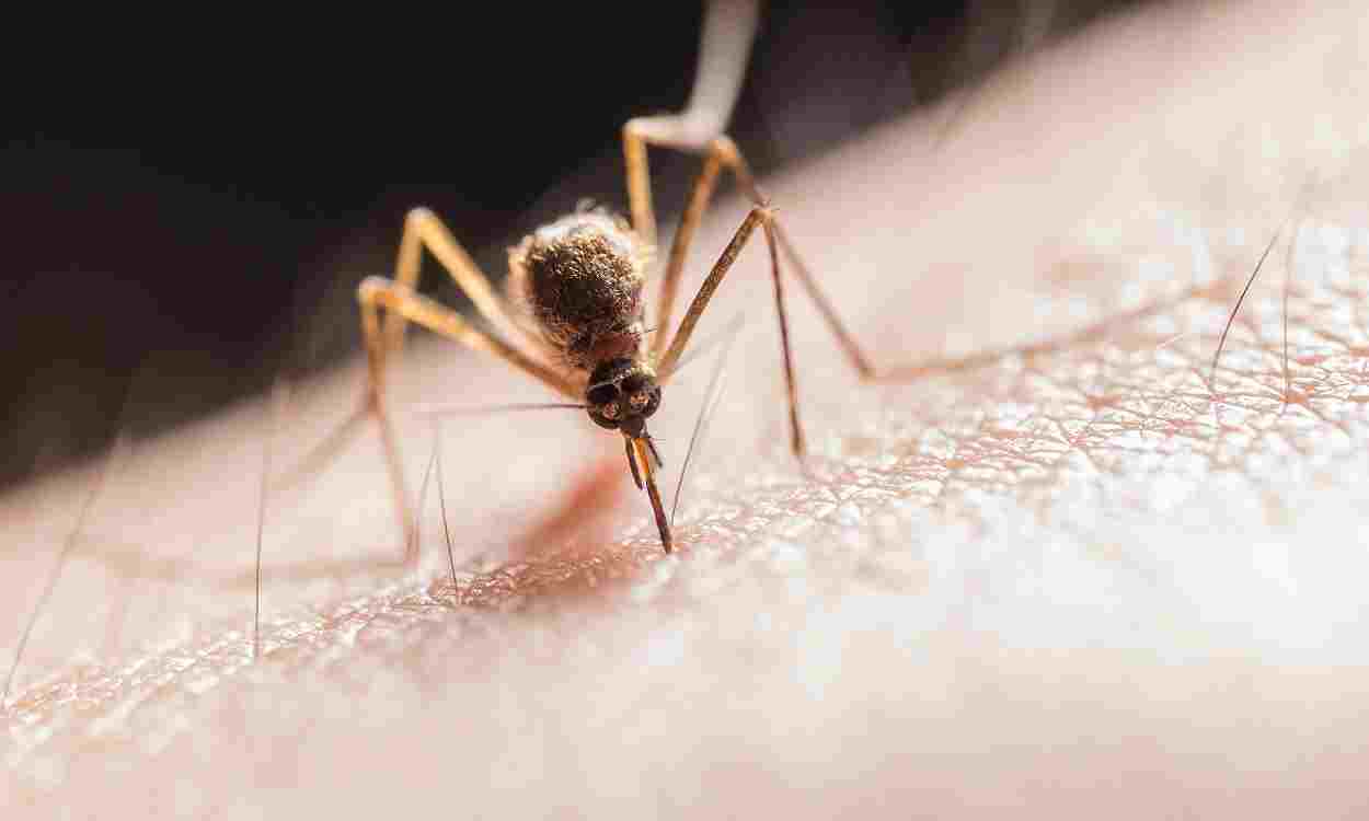 Remedios caseros para las picaduras de mosquito. Pexels