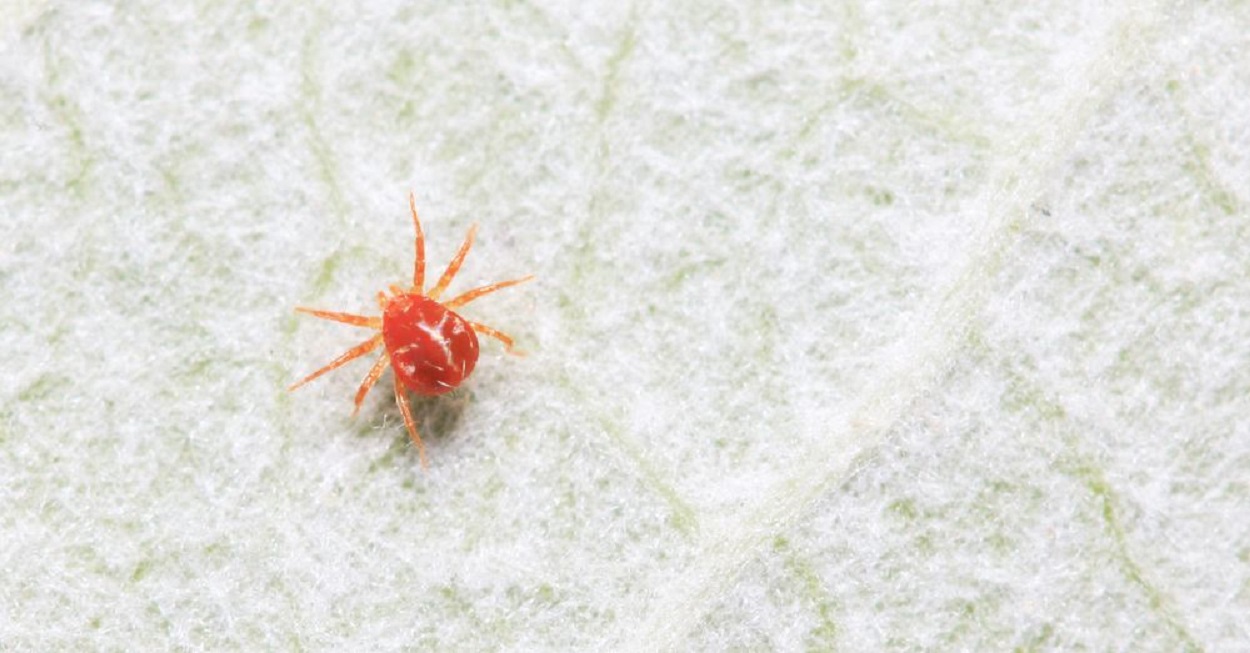 Araña roja. Verdecora