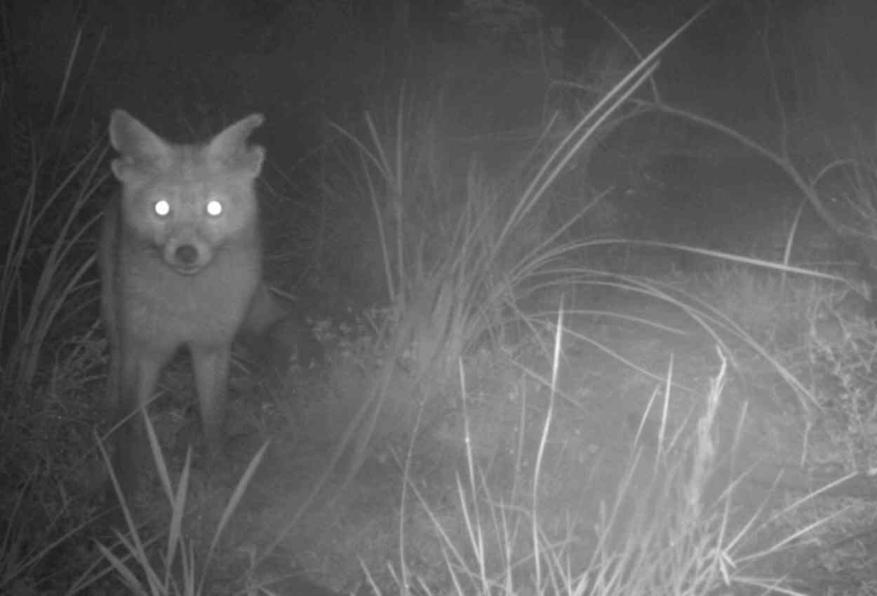 Rambo, el zorro que ha puesto en jaque a las autoridades australianas, solo ha sido capturado por una cámara. Australian Wildlife Conservancy