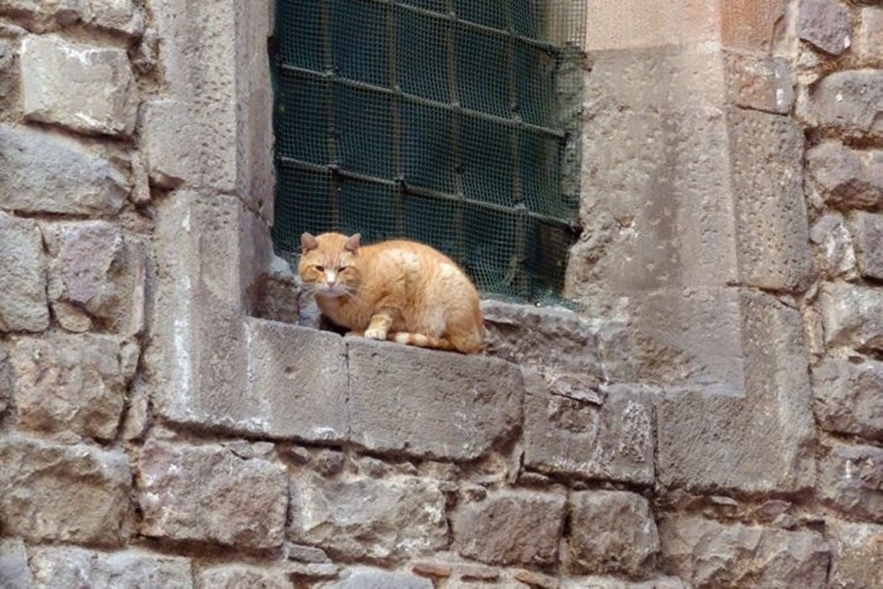 Imagen de archivo de un gato (Foto: Europa Press / Archivo).