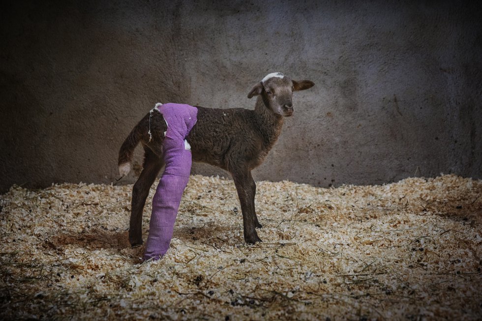 Armonía, de Ana Palacios (PhotoESPAÑA)