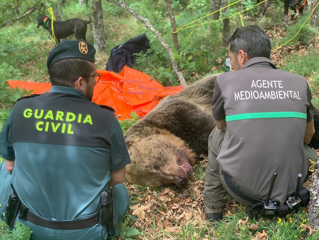 Un guardia civil y un agente medioambiental, junto al cadáver de oso macho hallado en la Montaña Palentina- Europa Press