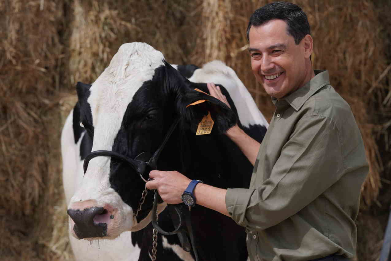 El presidente andaluz y candidato del PP, Juan Manuel Moreno Bonilla, con la vaca Fadie.