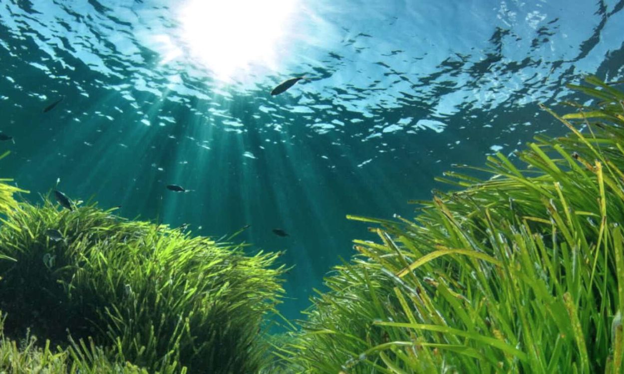 Recuperar el ecosistema del Mediterráneo, el gran reto de ISDIN y la Asociación Vellmarí
