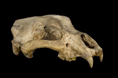 Neandertales y cromañones tuvieron que hacer frente al temible oso de las cavernas como este de la cueva del Reguerillo
